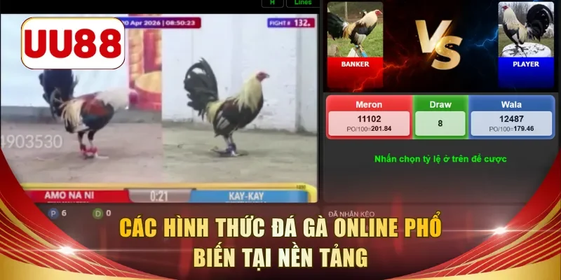 Các hình thức đá gà online phổ biến tại nền tảng