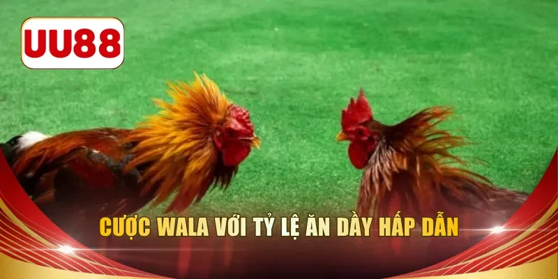 Cược Wala với tỷ lệ ăn dầy hấp dẫn
