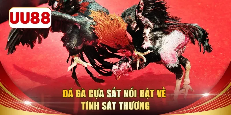 Đá gà cựa sắt nổi bật về tính sát thương