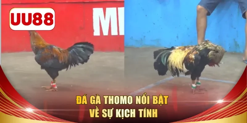 Đá gà thomo nổi bật về sự kịch tính 