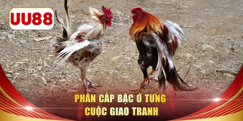 Phân cấp bậc ở từng cuộc giao tranh