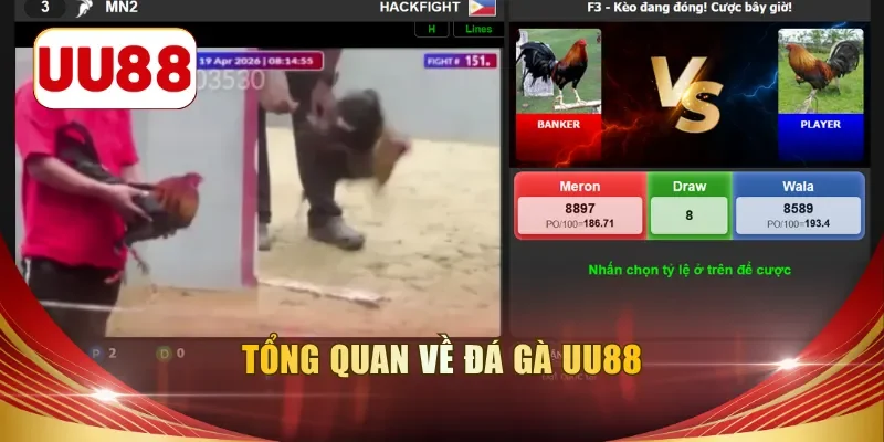 Tổng quan về đá gà UU88