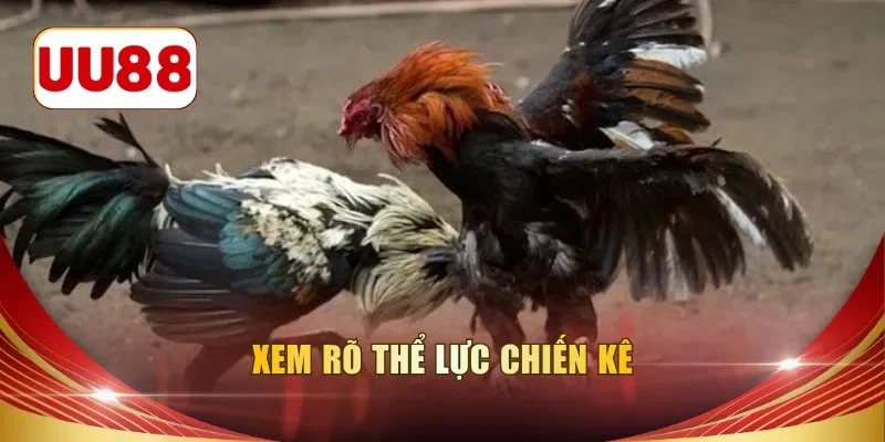 Xem rõ thể lực chiến kê